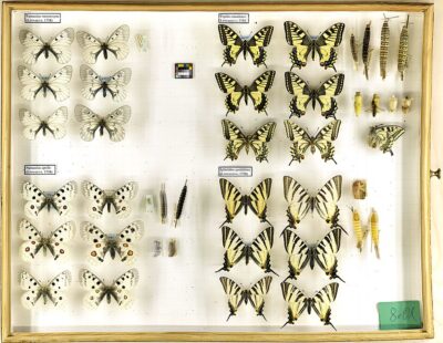 Schaukasten, indem mehrere Schmetterlinge zu sehen sind. Die Schmetterlinge sind gruppiert.