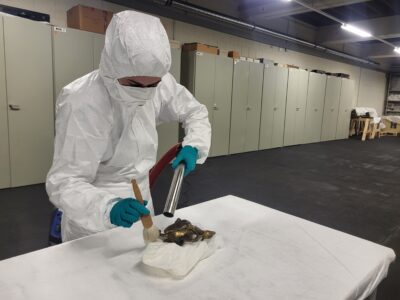 Eine Frau in einem weißen Schutzanzug steht an einem Tisch und reinigt ein Objekt mit Pinsel und Staubsauger. Im Hintergrund stehen graue Schränke.